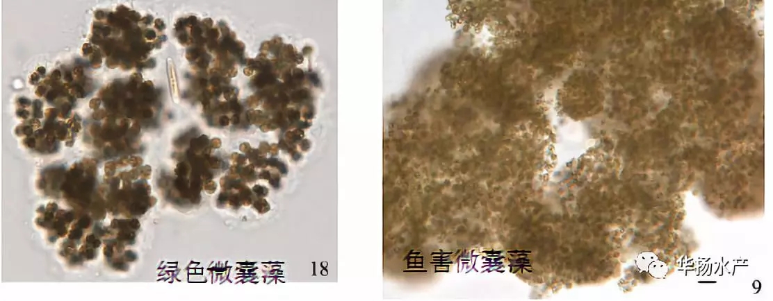 蓝藻水华介绍,蓝藻水华功效与作用