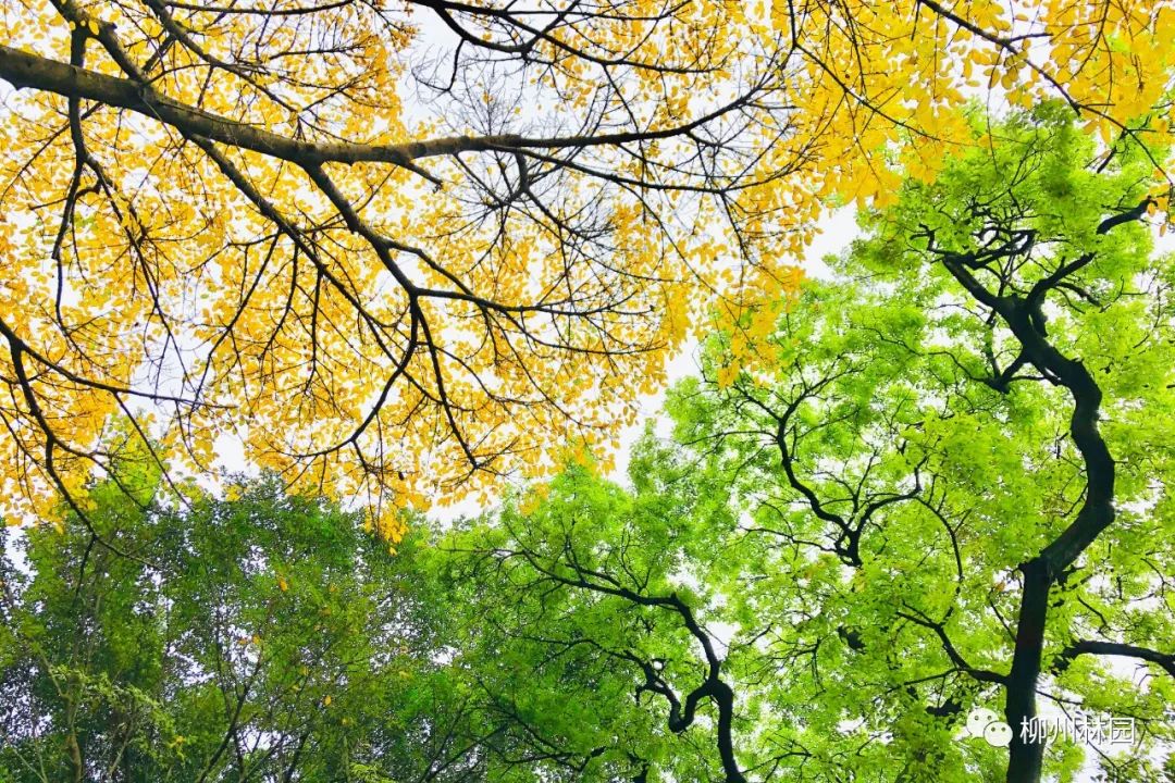 柳州的柳侯公园特色,柳州柳侯公园秋天美景