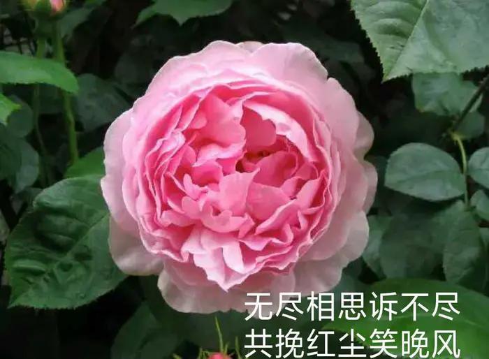 情不知为何物，泪不知为何流