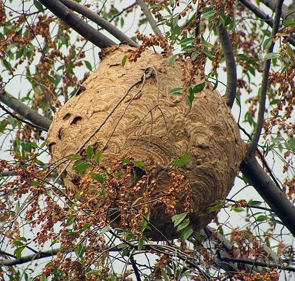 农村有哪些很毒的虫子,农村野外需要防备的毒虫