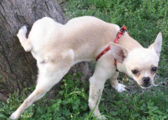 小狗尿黄有眼屎怎么降火,小狗尿尿是黄的