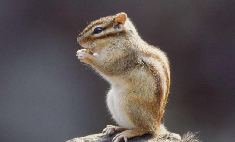 松鼠怎么胆子越来越小,松鼠训练到处乱窜