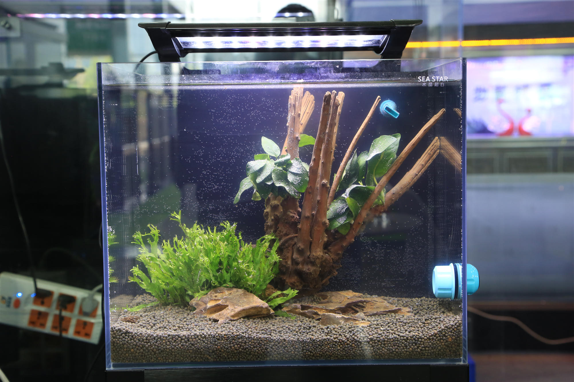 淡水水族展,中国国际水族展