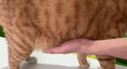 猫咪肚子圆鼓鼓，怎么区分是胖还是生病？