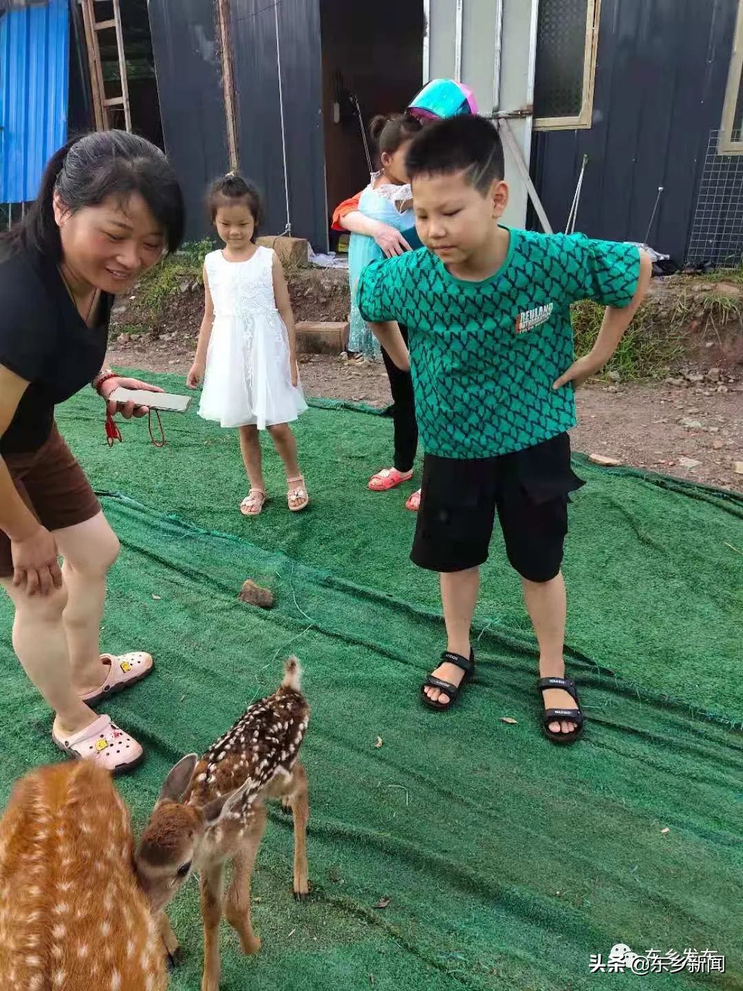 江西抚州有养殖梅花鹿的吗,东乡养鹿