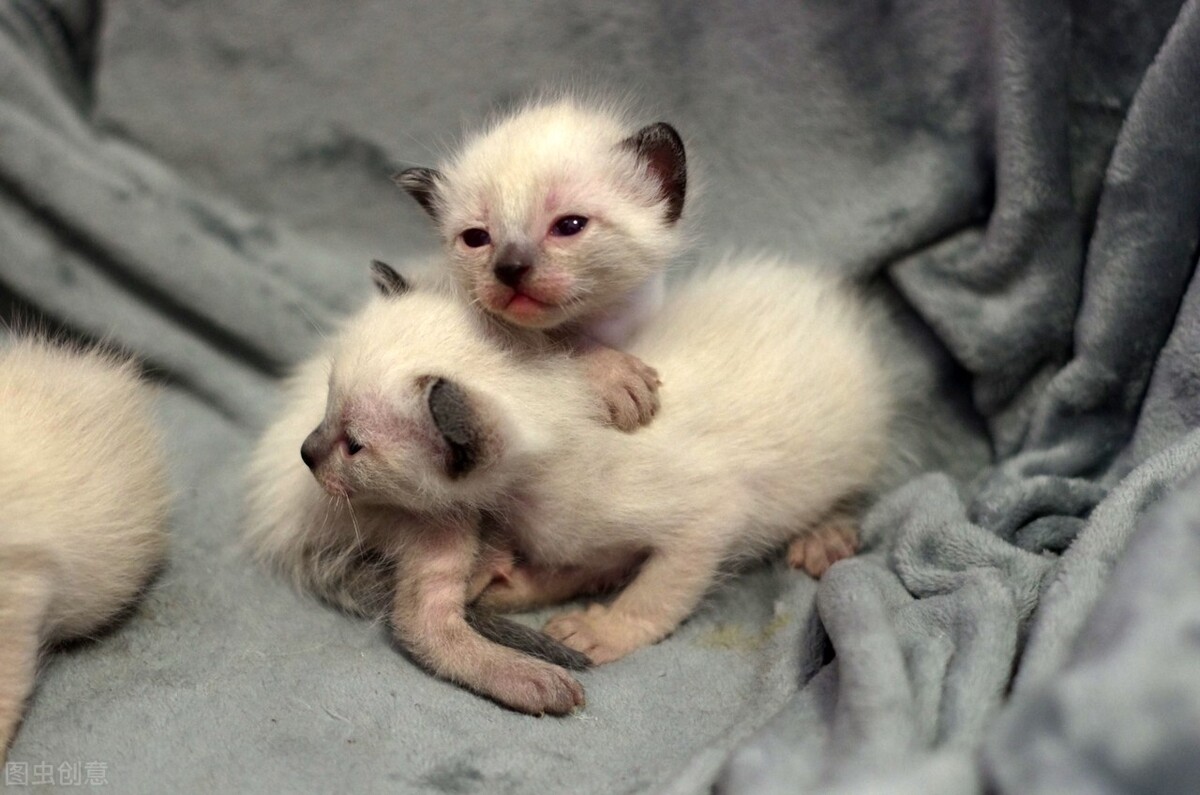 如何能养好一只小幼猫,怎样养好美短虎斑幼猫