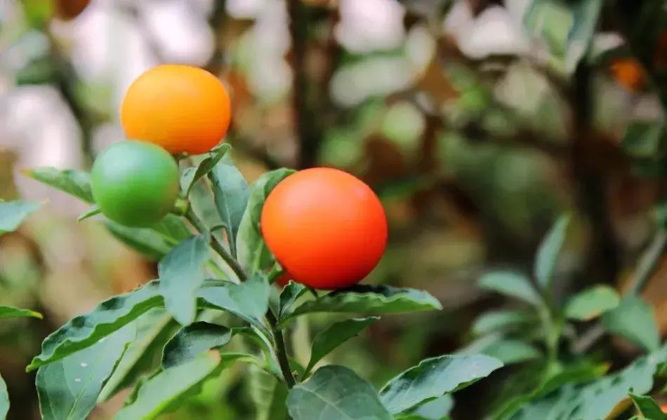 养花绿色液体儿童误食,小孩误食盆栽叶子