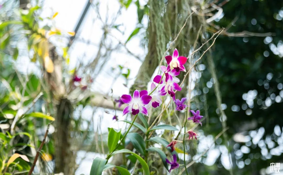 300+万㎡原始森林秘境，天河就有