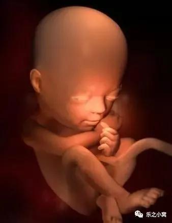 孕期胎儿成长图鉴,孕期胚胎成长图片