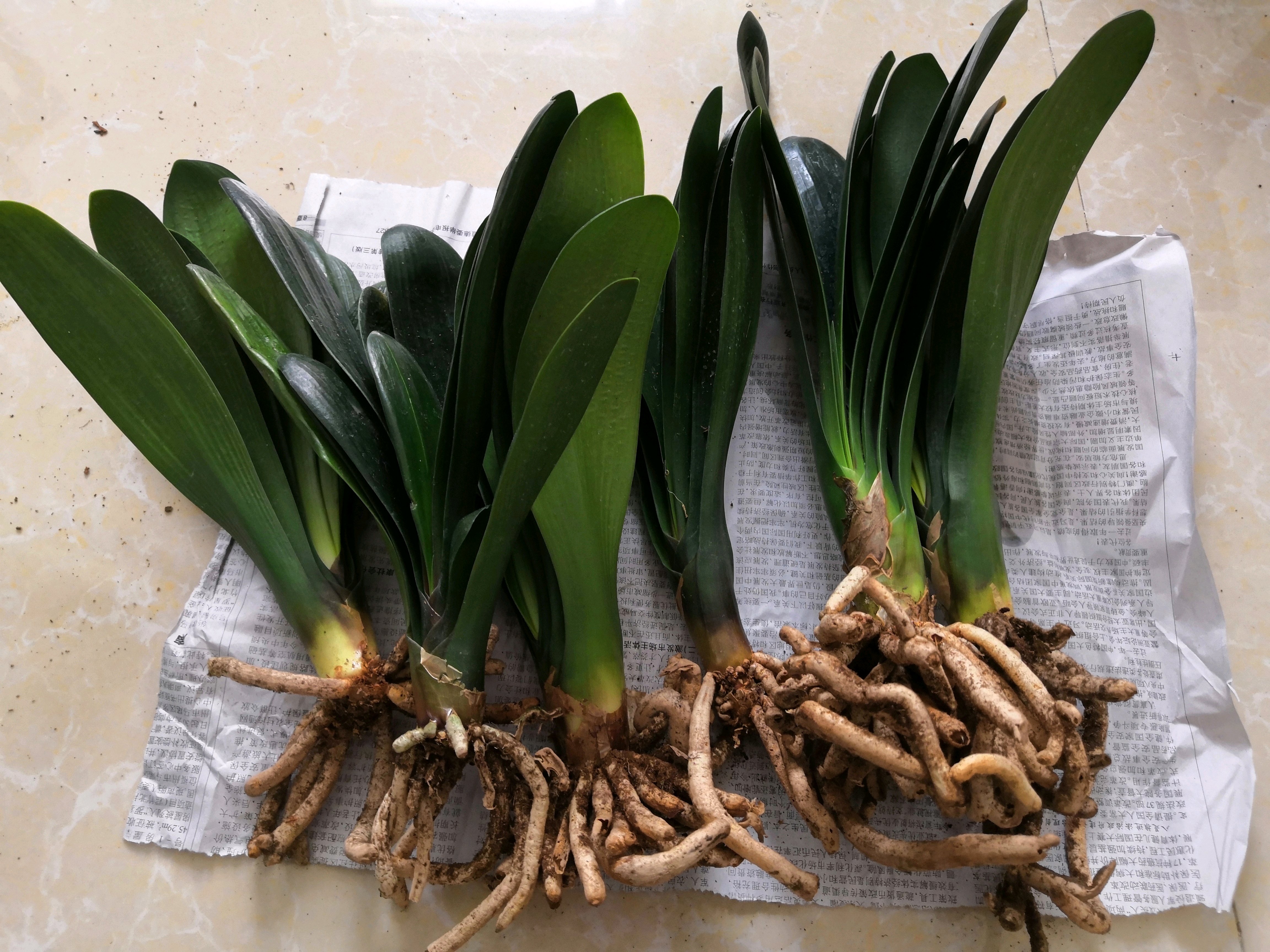 君子兰换盆的正确方法和浇水,君子兰换盆后要多少天浇第一次水