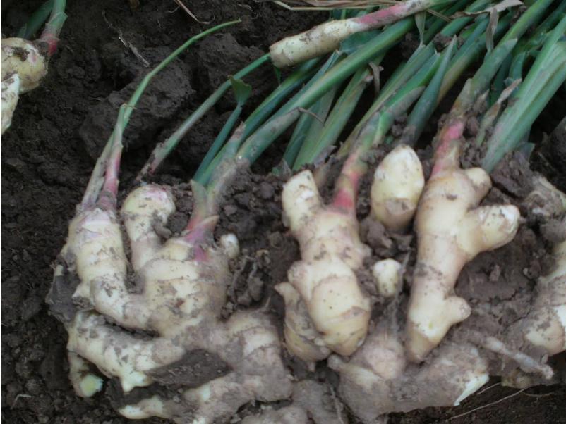 生姜种植方法和最佳时间流程,上海生姜种植最佳时间