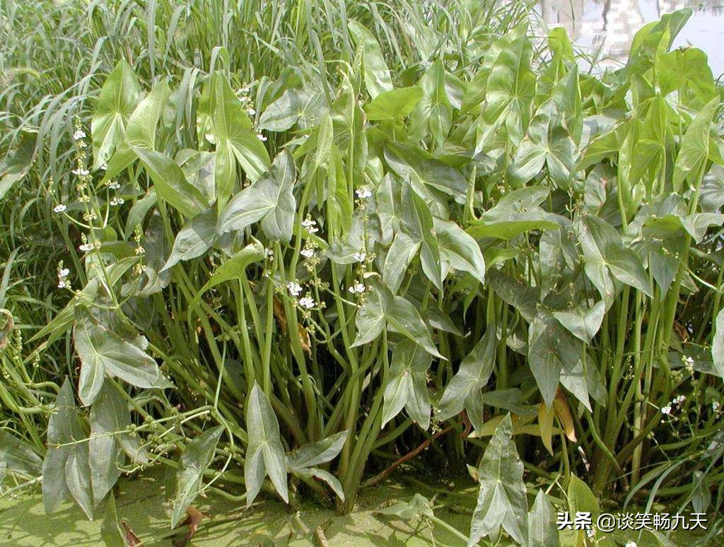 《诗经》精选之《汾沮洳》：汾河边的劳动青年，美如玉