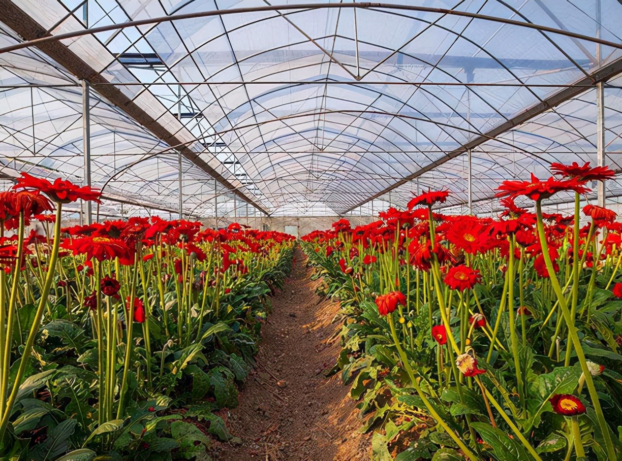 河北一大学生种植花卉，建造“最美后花园”年收入过百万