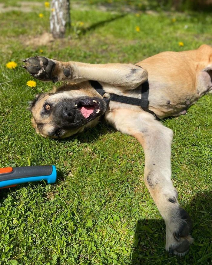 无良的犬舍,无良狗舍金毛是怎么培育出来的