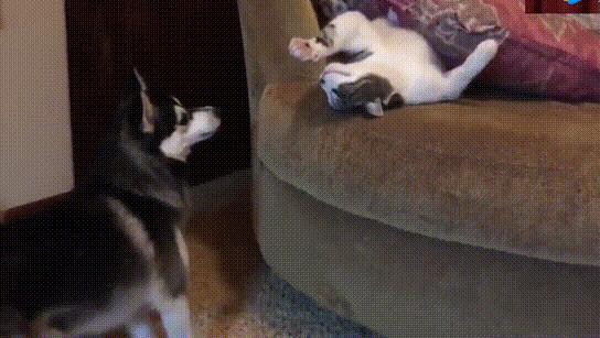 便宜猫抓板有什么危害,做猫抓板和猫爬架