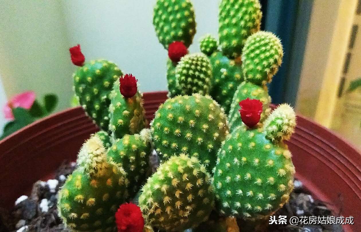 花盆里放泡沫会不会有毒,花盆底下放泡沫有什么好处