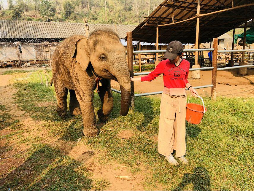 清迈大象义工,清迈大象救助营