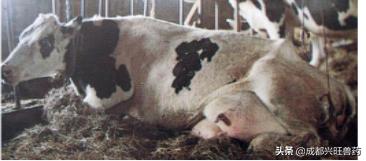 牛羊养殖图片,牛羊养殖户联系方式