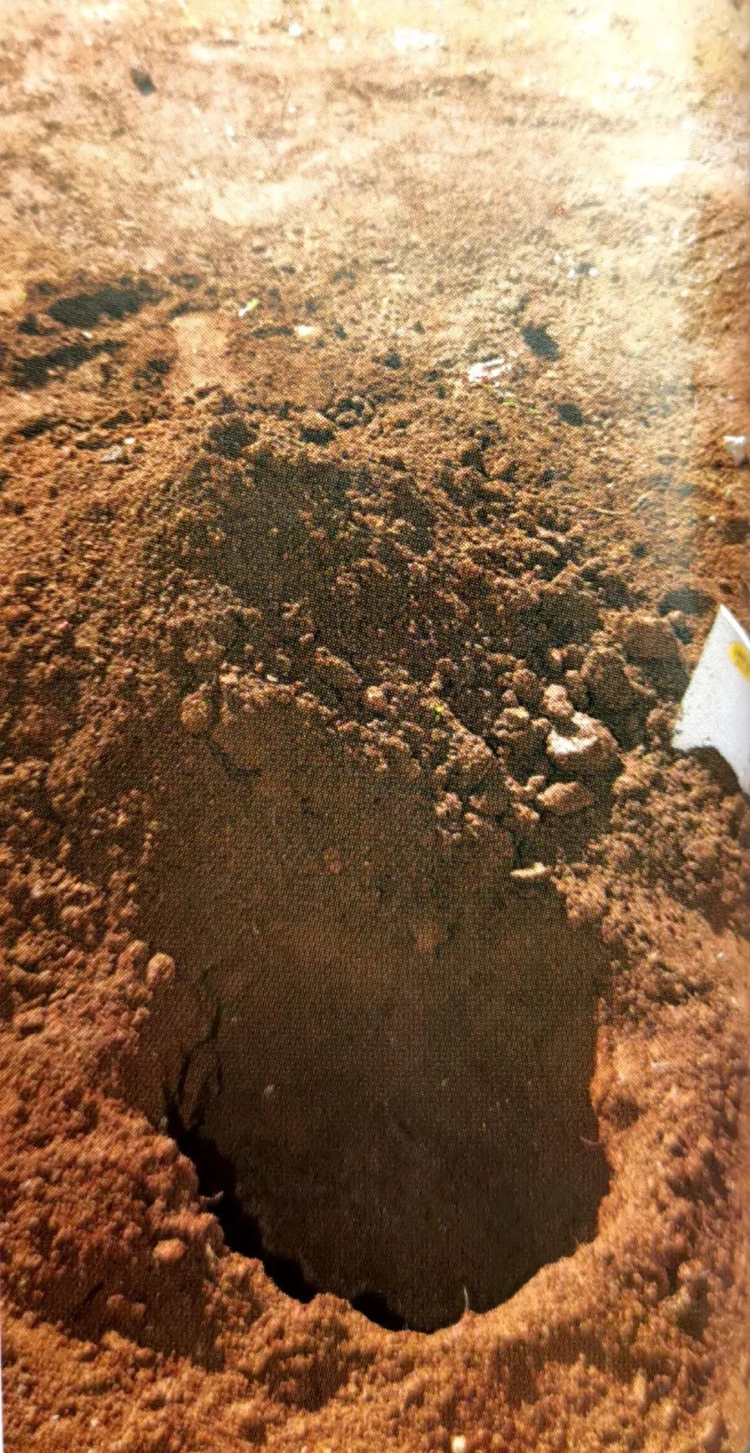 种植小树苗的正确步骤图片,新种植的小树苗一个月能长啥样