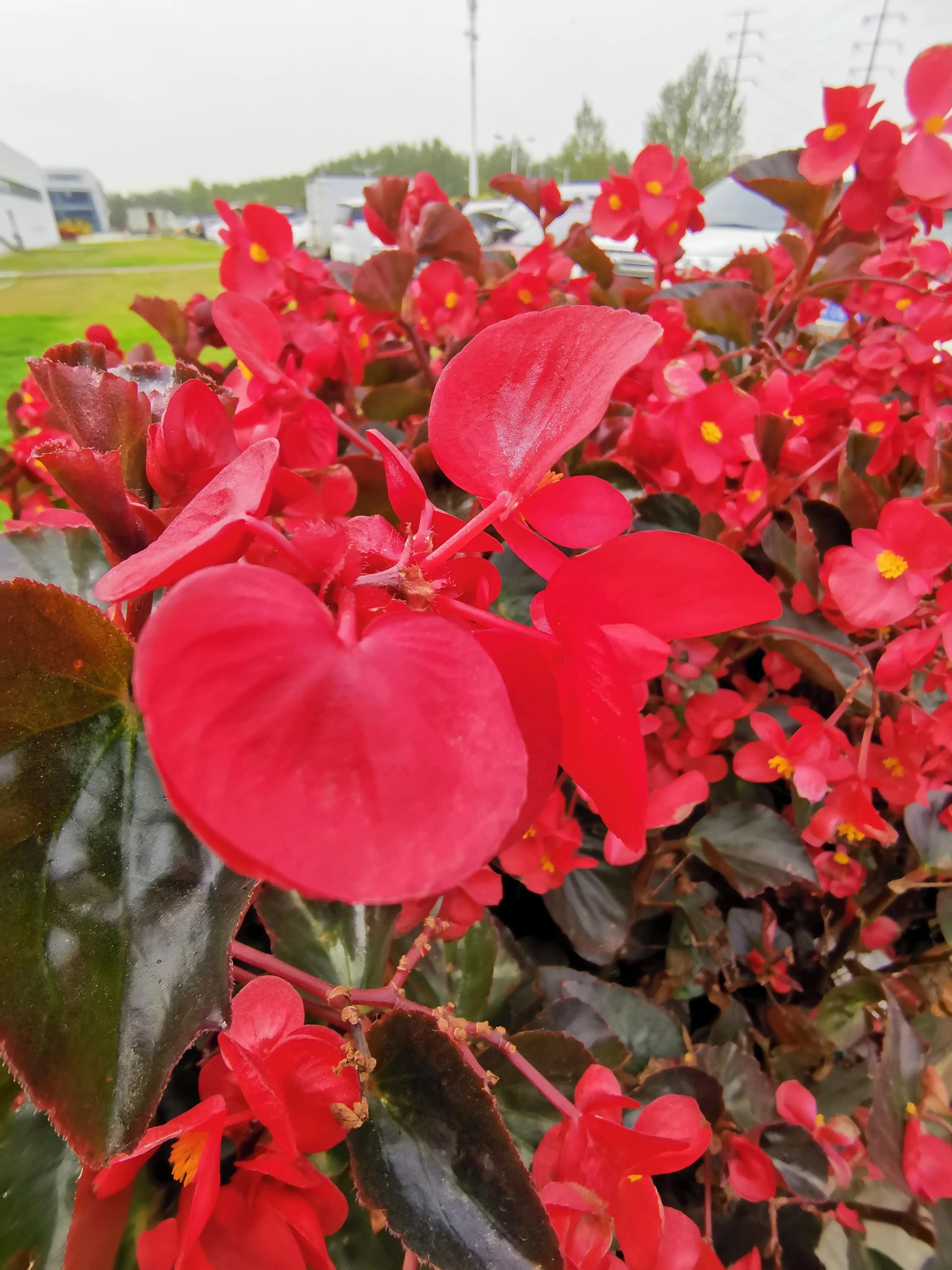 玫红四季海棠图片大全,玫红四季海棠的花语