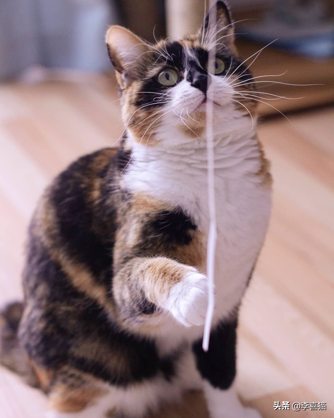 陪猫咪玩的方式,陪猫咪玩球怎么玩