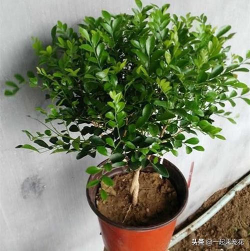 这种花比桂花香十倍,比桂花香又耐寒的花