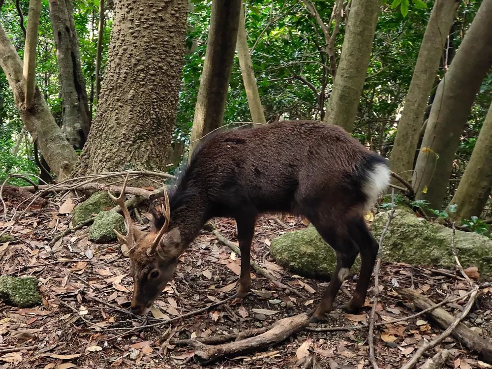 vivonex3和vivonex3s,vivonex3和vivonex3s区别