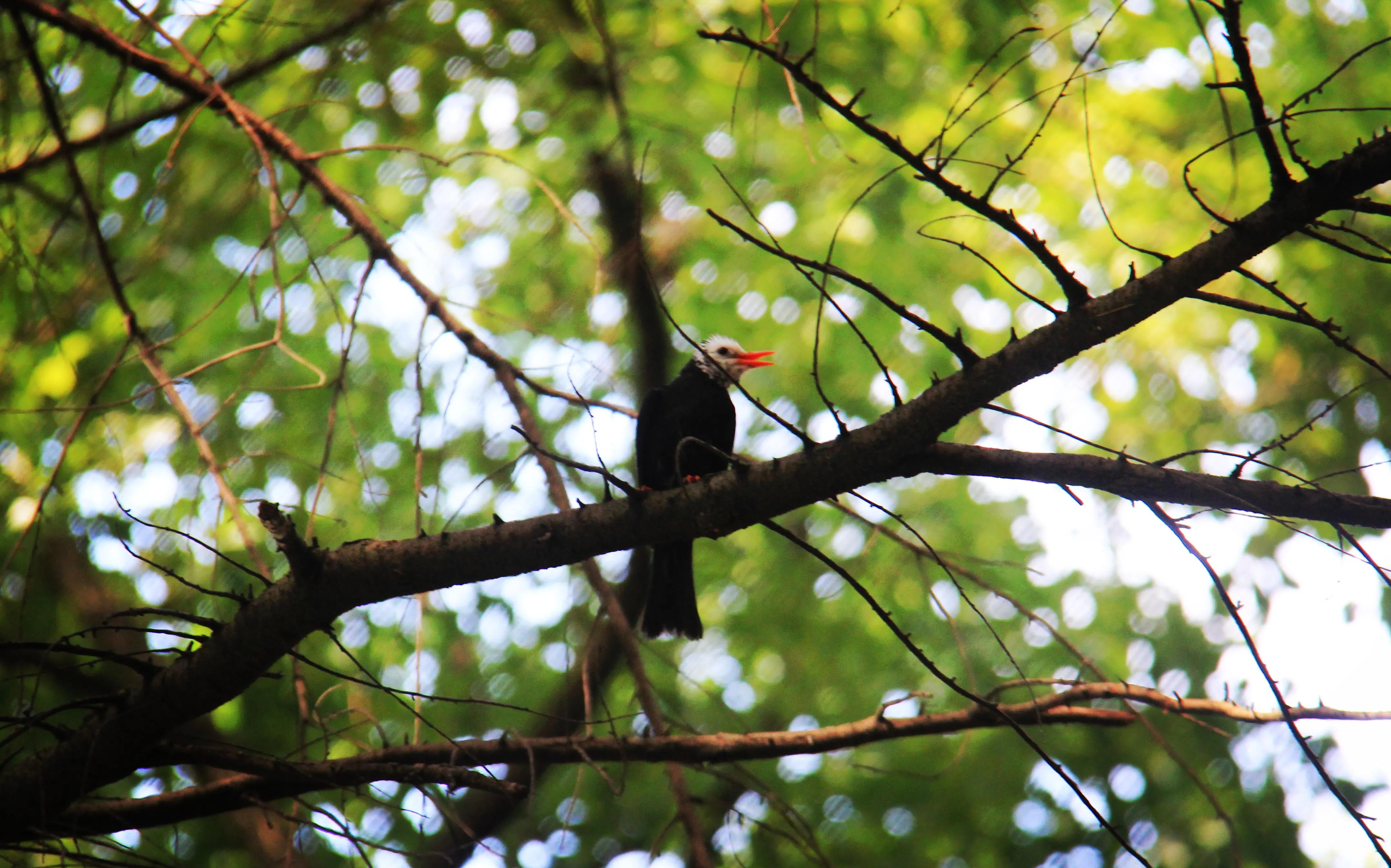 叫声咪咪咪，不是小猫咪，原来是只黑鹎