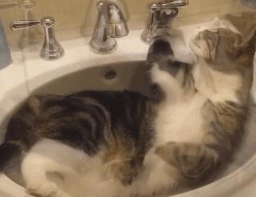 放假了猫咪带不走怎么办,过年了猫带不回去怎么办