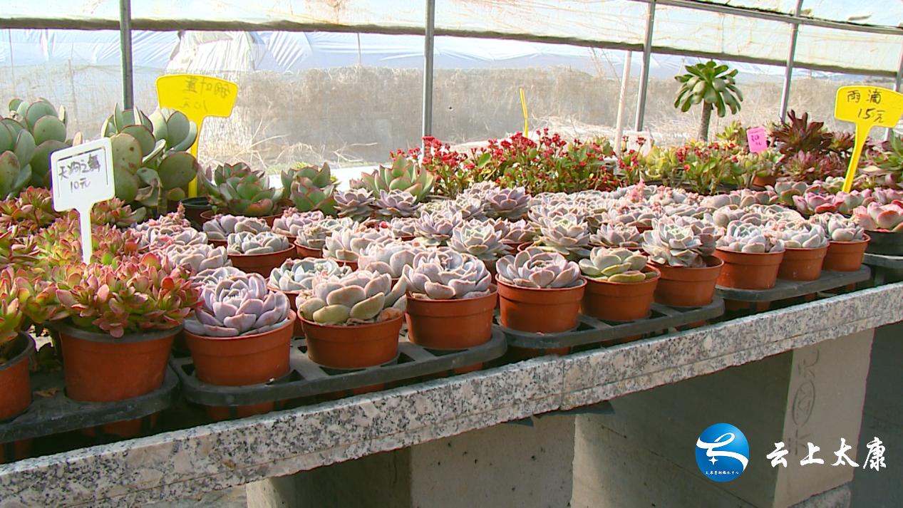 返乡创业成就梦想,农民返乡创业种多肉