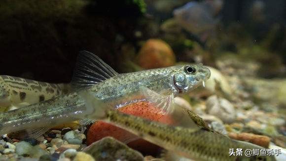 渔民沙里趴现状,渔民为什么不能沙里趴