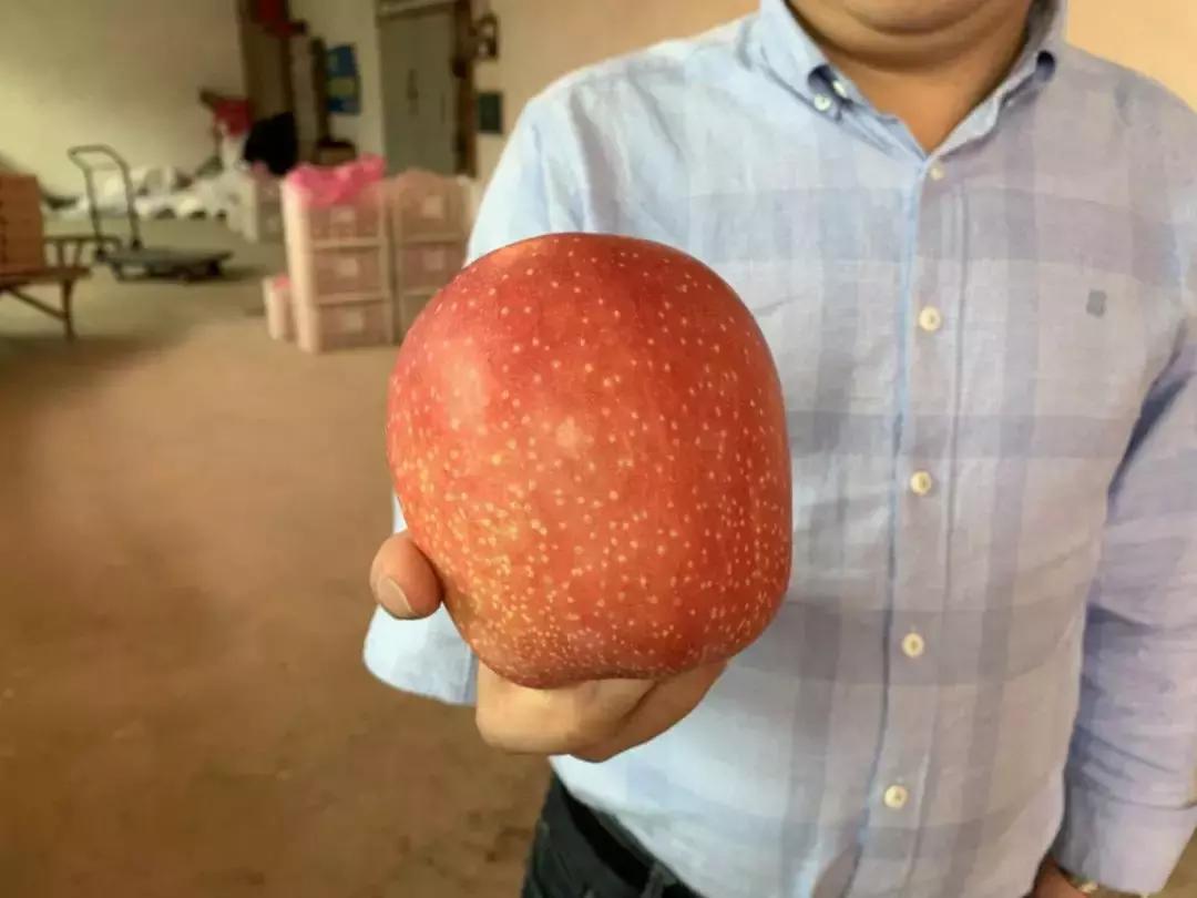 30元一颗的“灵宝金苹果”,如何在跌宕起伏的水果行业稳固生存?