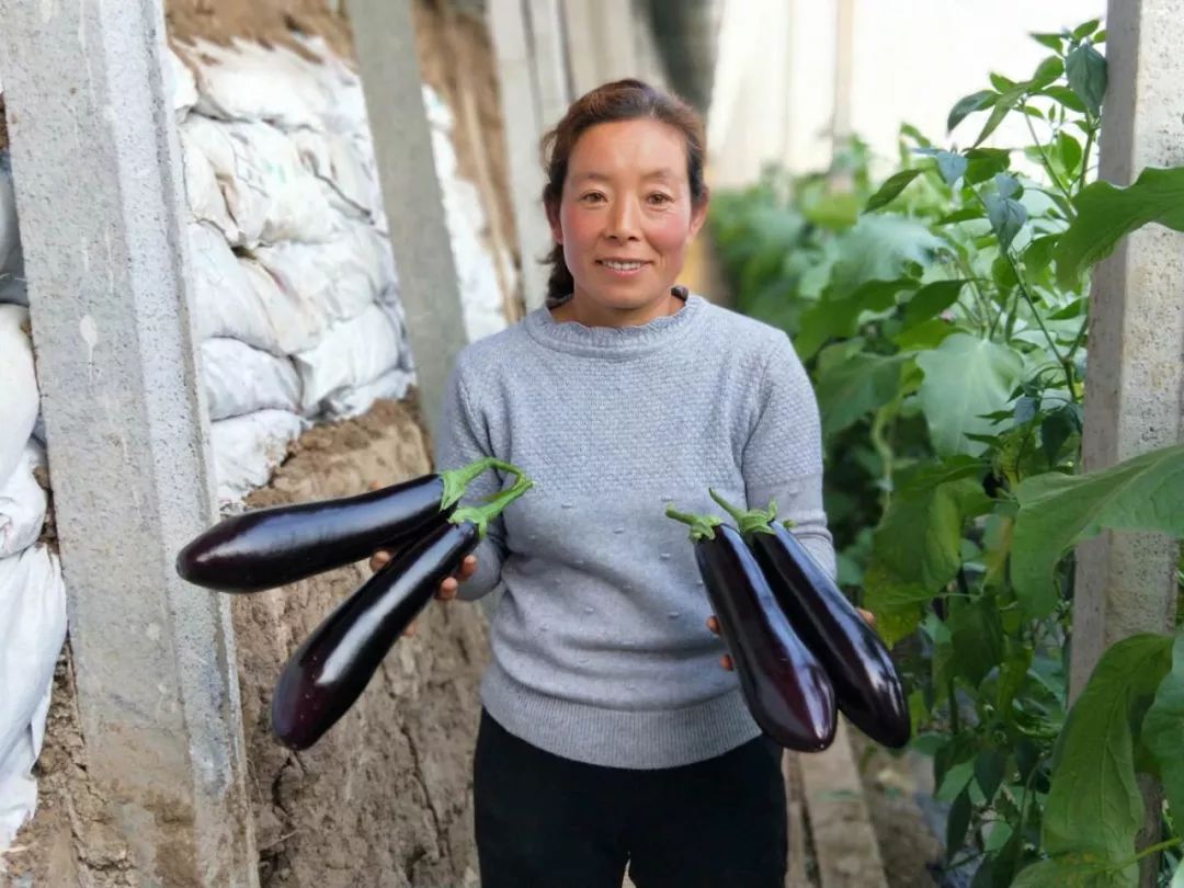 寿光这种“垃圾”火大了!它让纪台吕一村的全体菜农如获至宝