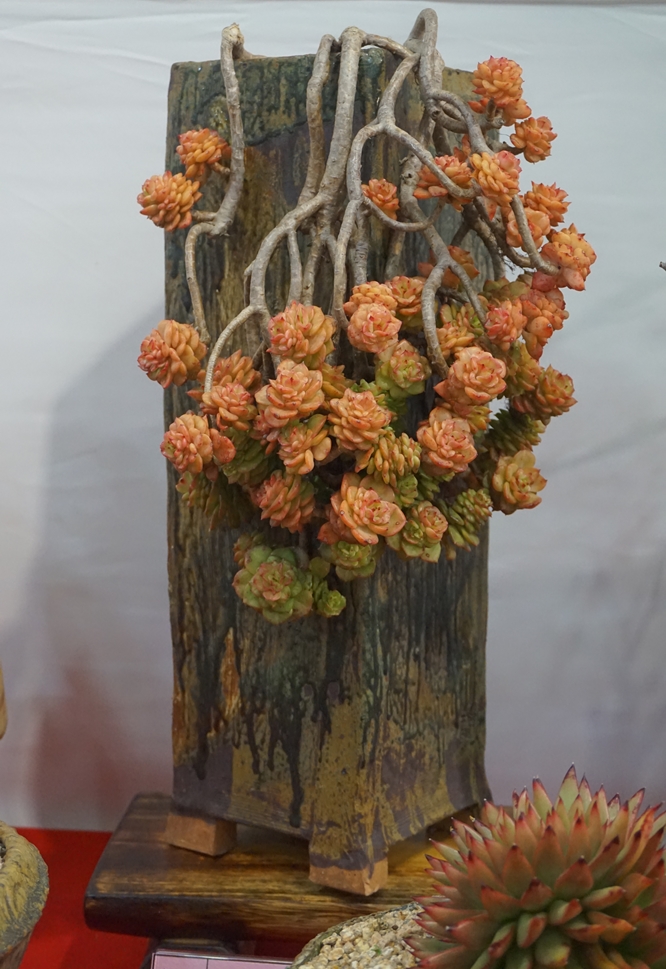 多肉欣赏桃美人,多肉植物欣赏