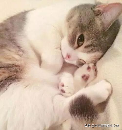 家中的猫咪很酷不理人，只要用对了方法，猫咪一叫就来