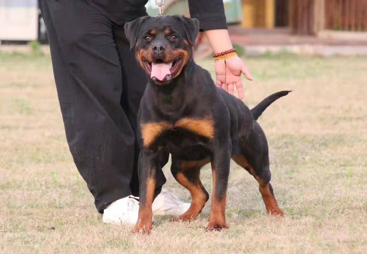 如何纠正狗狗见到狗狗爆冲坏习惯,狗狗有咬人的举动怎么破