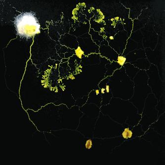 她让20万人爱上一种菌：像西米露，又似咸蛋黄，网友直呼太神奇