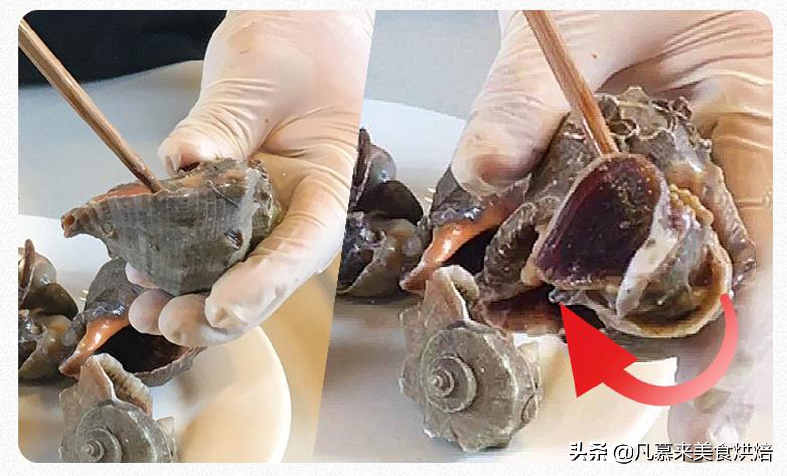 大海螺的正确吃法,最大的大海螺的正确吃法