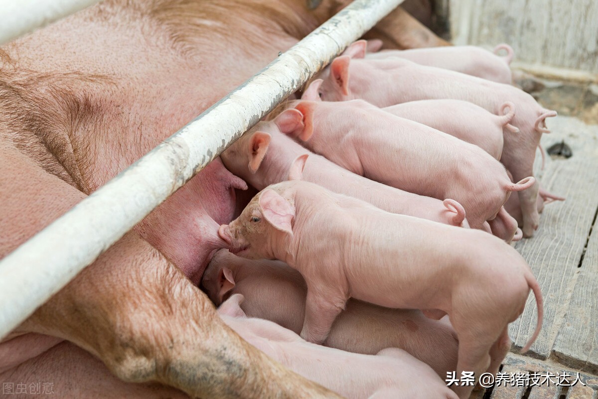 母猪子宫发炎怎么办?母猪子宫发炎能配种吗?