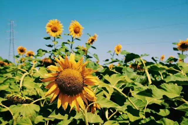 她的美是你无法企及的,她的美是不可方物的美