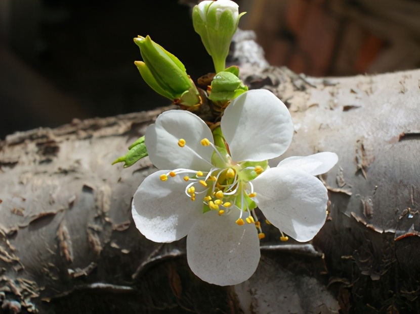 梅李桃樱杏如何区分,梅杏桃李樱梨海棠怎么区分
