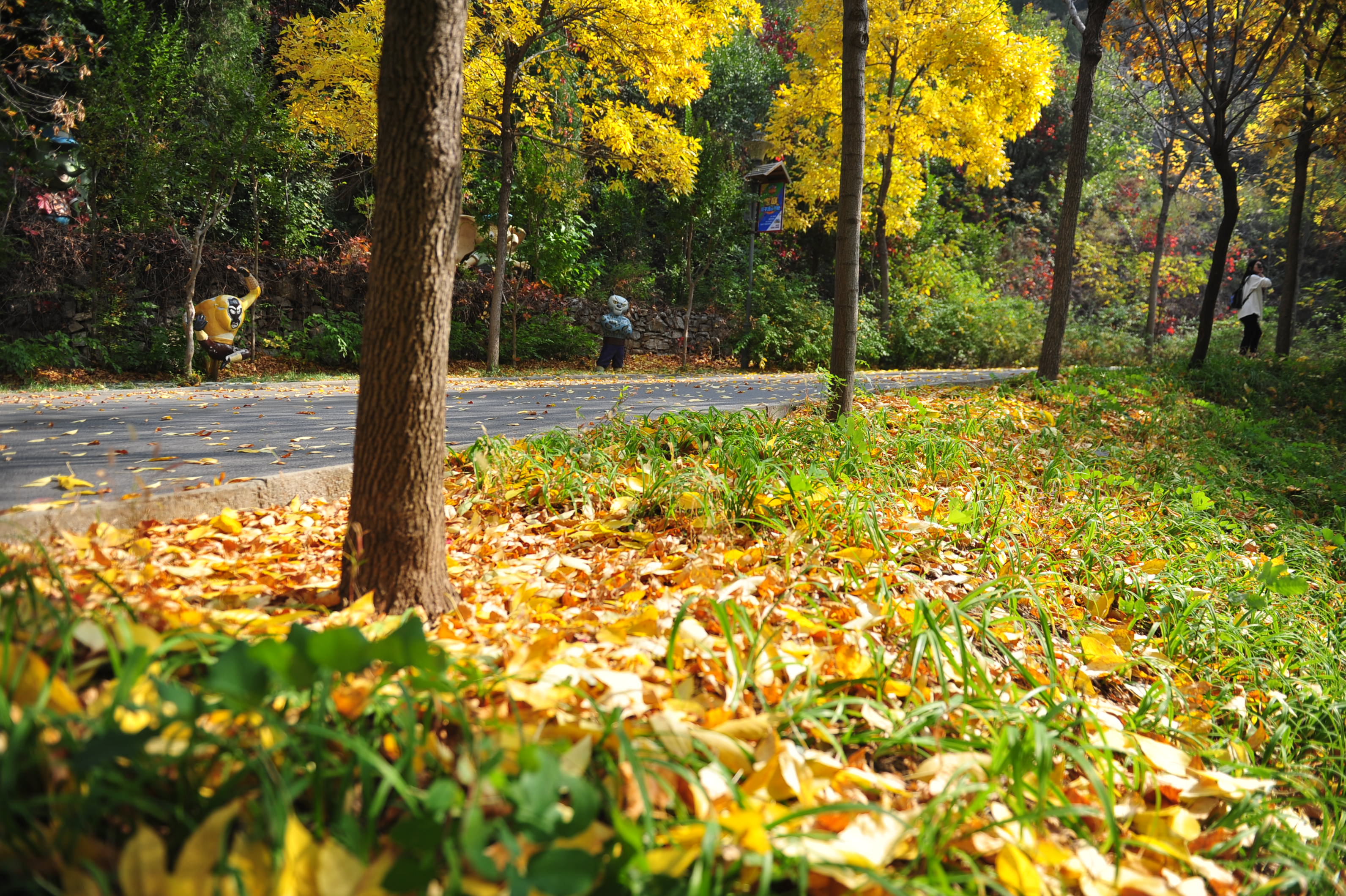 木叶动秋声完整视频,木叶动秋