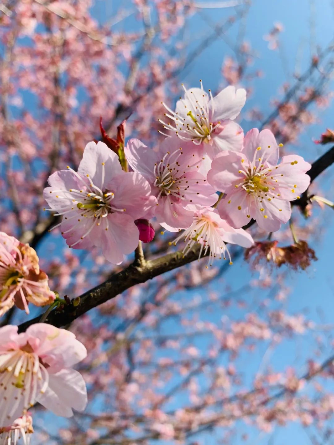 好嗨“游”（11）|这一片早樱还不去赏，错过又得等一年