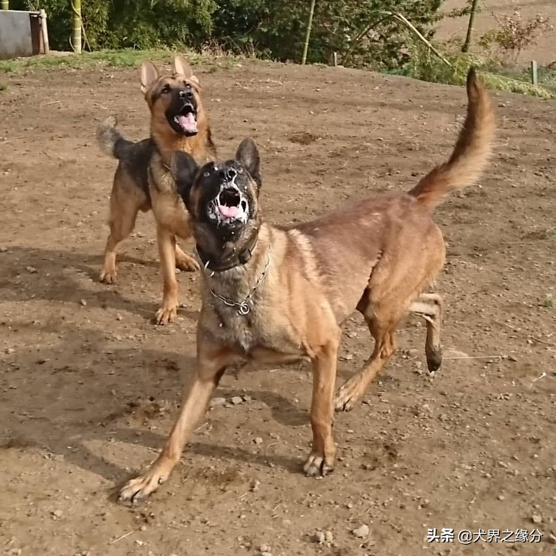 马犬暴跌,马犬卖不出怎么办