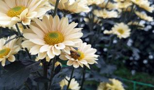 转发此推文,享绍兴平水海丰菊园半价票,更更更送自采菊花一束