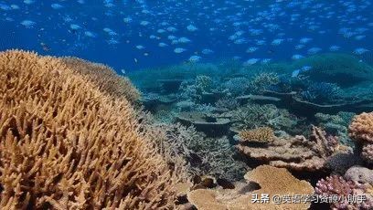 【资源共享】美的让人无法给差评的BBC纪录片《蓝色星球》