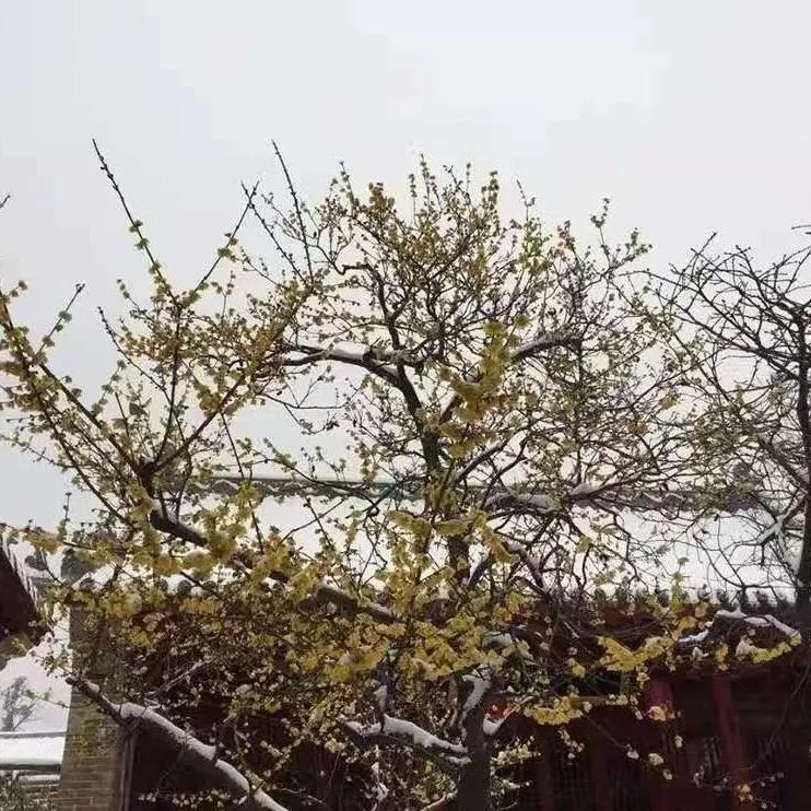 登封少林寺冬日,冬日登封龙山