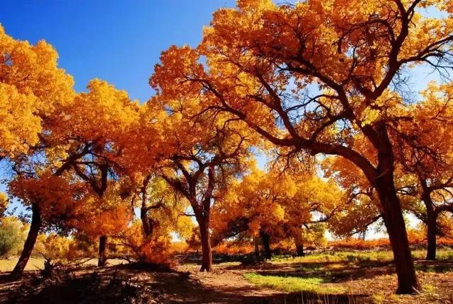 杨树的简介,杨树的全部作品