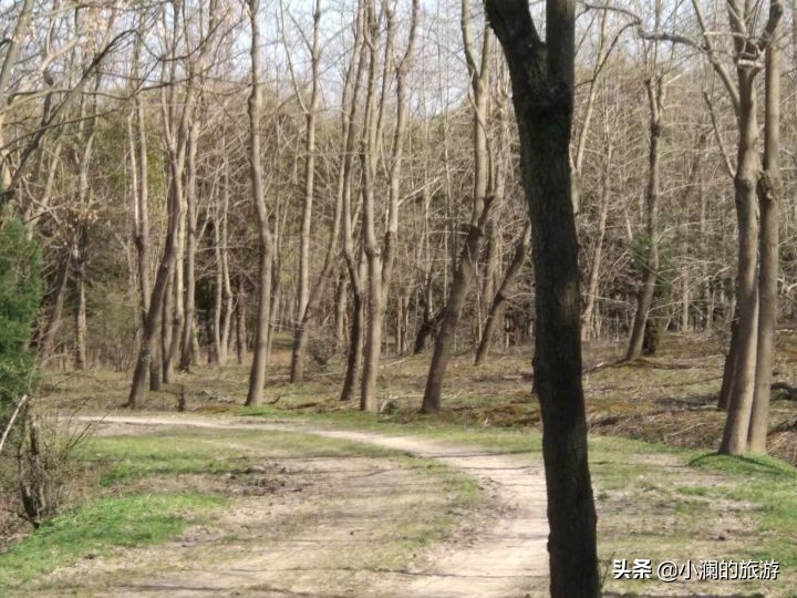 最大的上海森林公园,在上海郊区一座低调的森林公园