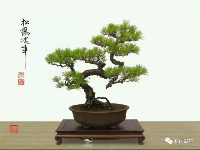 盆景欣赏苍劲有力老桩,精品盆景寒枝欣赏